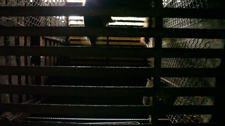 Civet in cage